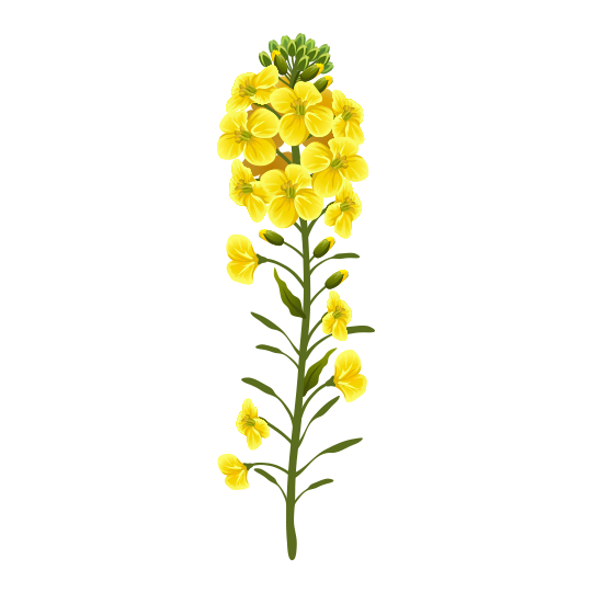 rapseeds canola
