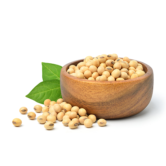soybean beans organic