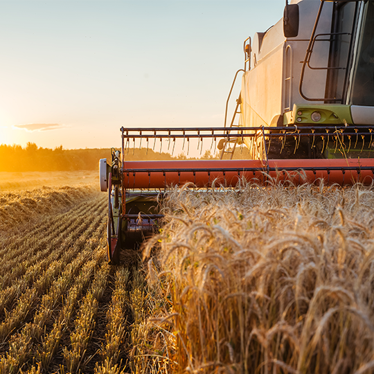 wheat harvest